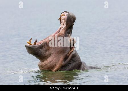 Hippo (Hippopotamus amphibius) Gähnen, Kruger-Nationalpark, Südafrika, Afrika Stockfoto