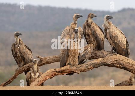 Weiße Geier (Gyps africanus), Zimanga Game Reserve, KwaZulu-Natal, Südafrika, Afrika Stockfoto