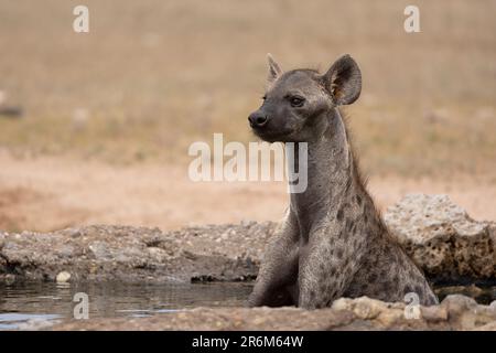 Gefleckte Hyäne, (Crocuta crocuta) kühlt ab, Kgalagadi Transfrontier Park, Nordkap, Südafrika, Afrika Stockfoto