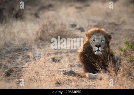 Löwe (Panthera leo), Zimanga Private Game Reserve, KwaZulu-Natal, Südafrika, Afrika Stockfoto