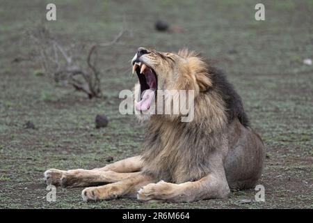 Löwe (Panthera leo) Gähnen, Mashatu Wildreservat, Botsuana, Afrika Stockfoto