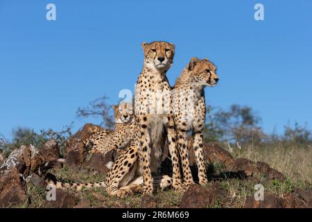 Gepard (Acinonyx jubatus). Zimanga privates Wildreservat, KwaZulu-Natal, Südafrika, Afrika Stockfoto