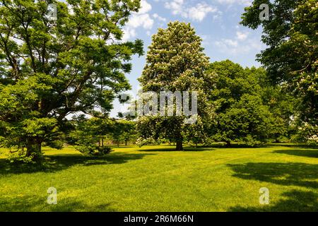 Royal Botanical Gardens Arboretum Hamilton Ontario Kanada. Der Kastanienbaum (Aesculus hippocastanum). Stockfoto