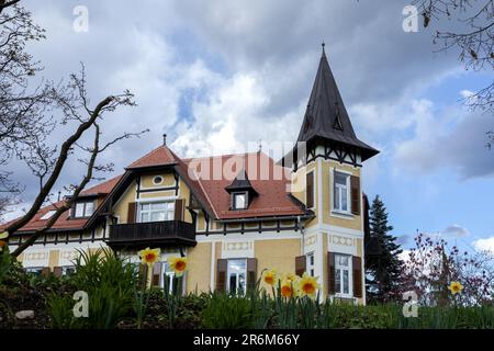 Gelbe Narzissen auf einer Wiese vor dem Hintergrund einer wunderschönen Burg Stockfoto