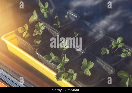 Erdbeerkeimlinge in einem Gartenkasten in der Sonne Stockfoto