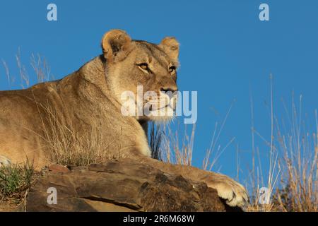 Löwe (Panthera leo), Berg-Zebra-Nationalpark, Südafrika, Afrika Stockfoto