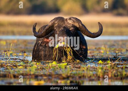 Cape Buffalo (Syncerus Caffer) Fütterung im Fluss, Chobe-Nationalpark, Botsuana, Afrika Stockfoto