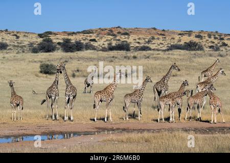Giraffen (Giraffa Plancius), Kgalagadi Transfrontier Park, Northern Cape, Südafrika, Afrika Stockfoto