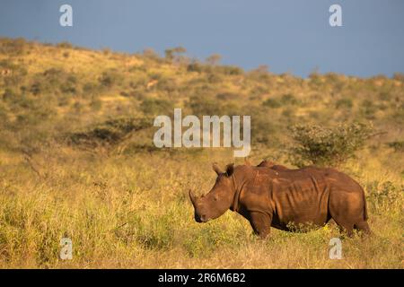 Weißes Nashorn (Ceratotherium simum), Zimanga Game Reserve, KwaZulu-Natal, Südafrika, Afrika Stockfoto