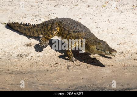 Nilkrokodil (Crocodylus niloticus), Chobe River, Botswana, Afrika Stockfoto