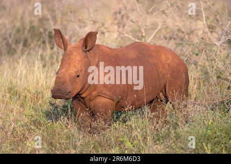 Weißes Nashorn (Ceratotherium simum) Kalb, Zimanga Wildreservat, KwaZulu-Natal, Südafrika, Afrika Stockfoto