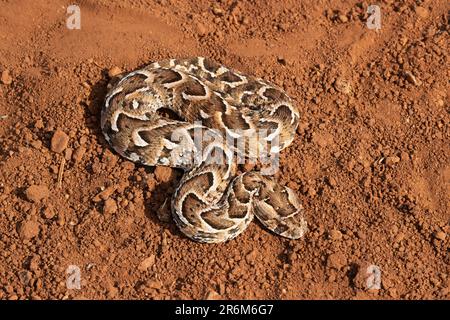 Puff adder (Bitis arietans), Zimanga Game Reserve, KwaZulu-Natal, Südafrika, Afrika Stockfoto