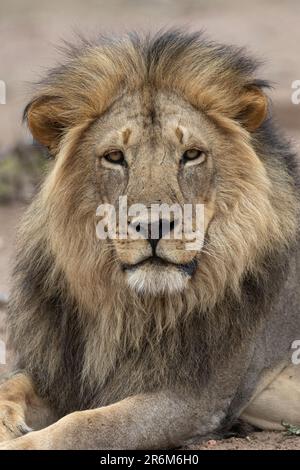 Löwe (Panthera Leo), Mashatu Game Reserve, Botswana, Afrika Stockfoto