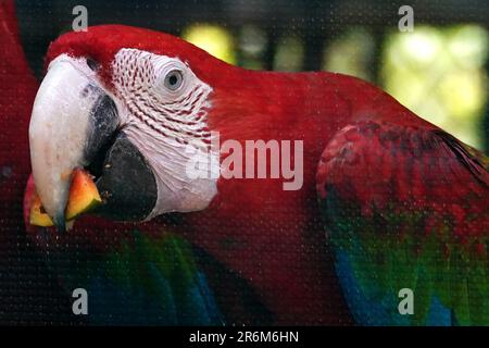 Neu-Delhi, Indien. 08. Juni 2023. Ein Paar grüne Macaws isst am 08. Juni 2023 im National Zoological Park in Neu-Delhi, Indien. Foto von ABACAPRESS.COM Gutschein: Abaca Press/Alamy Live News Stockfoto