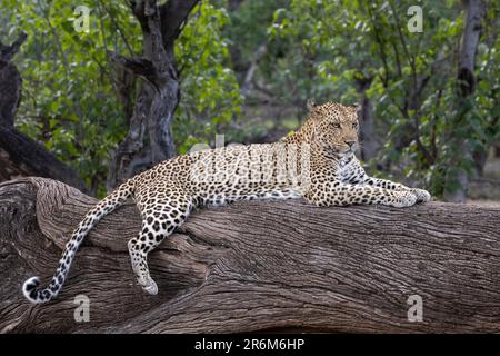 Leopard (Panthera pardus), Mashatu Game Reserve, Botsuana, Afrika Stockfoto