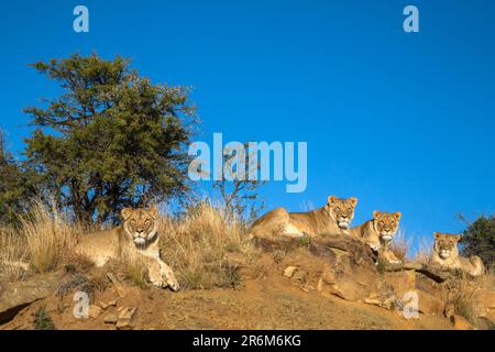 Löwen (Panthera leo), Mountain Zebra Nationalpark, Südafrika, Afrika Stockfoto