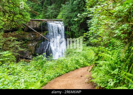 Der Silver Falls State Park im Bundesstaat Oregon führt zu den Upper North Falls. Stockfoto