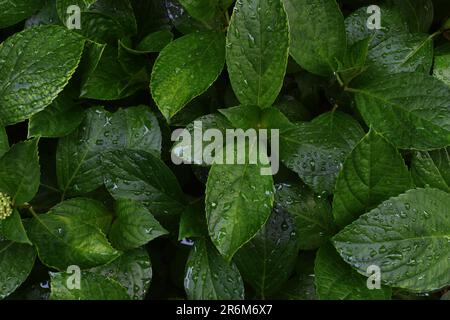 Grüne Blätter, die nach dem Regen mit Wassertropfen bedeckt sind, die Textur der Blätter ist deutlich sichtbar Stockfoto