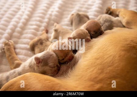 Ein Wurf süßer Welpen, zusammengekuschelt auf einer kuscheligen Decke, die von ihrer Mutter gestillt wurden Stockfoto