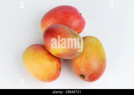 Gruppe roter Mangofrüchte, isoliert auf weißem Studiohintergrund Stockfoto