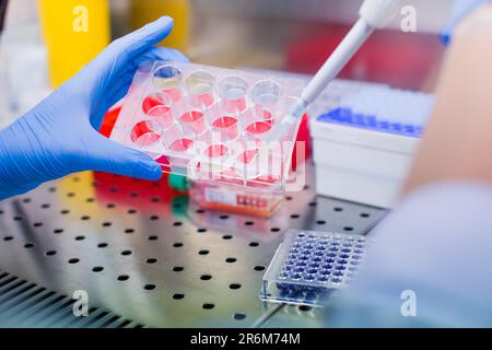 Wissenschaftlerforschung im Labor, Pipettieren von Zellkulturmedien in Laminarströmung Stockfoto