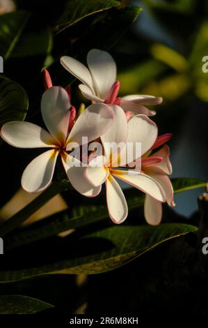 Auf einem Plumeria-Baum in Hawaii blühen Plumeria-Blüten. Stockfoto