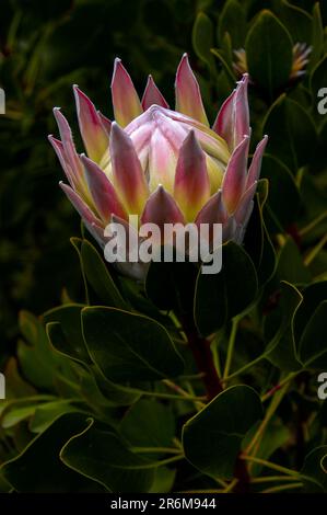 Eine atemberaubende, große protea-Blüte mit Rosa-Rosa-Tönung wird gleich eröffnet. Stockfoto