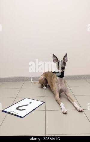 Whippet Hund liegt in der Tierklinik neben einem Schild mit Fragezeichen und schaut fragwürdig in die Kamera. Stockfoto