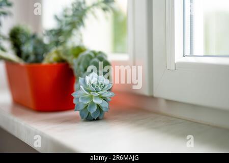 Verschiedene Kakteen und Sukkulenten in bunten Blumentöpfen auf einer Fensterbank. Dekoration der Fenster im Sommer. Haus Blumengarten. Stockfoto