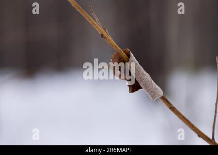 Strauchgewächse mit einem zusammengerollten Herbstblatt im Hintergrund einer Winterlandschaft mit schneebedeckten Flächen Stockfoto