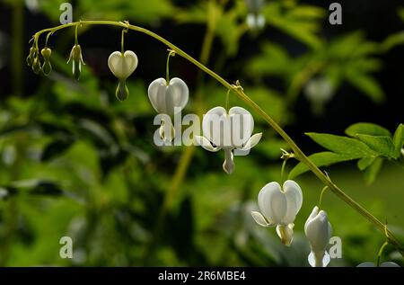 Ein gewölbtes Spray der weißen Blüten von Dicentra spectabilis Alba. Stockfoto