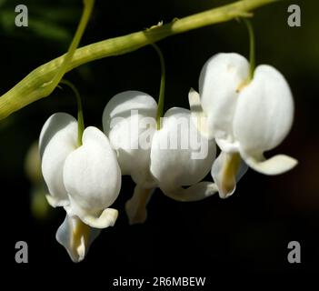 Eine Nahaufnahme der herzförmigen Blumen von Dicentra spectabilis Alba. Stockfoto