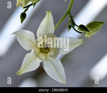 Nahaufnahme der weißen Aquilegia-Blume von unten gesehen. Stockfoto