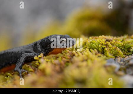 Extreme Nahaufnahme des Alpenmolchs (Ichthyosaura alpestris) Stockfoto