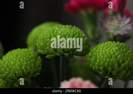 Strauß aus farbenfrohen Chrysanthemen aus Nahaufnahme Stockfoto
