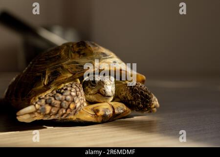 Eine Landschildkröte krabbelt in einem Raum auf dem Boden Stockfoto