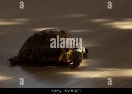 Eine Landschildkröte krabbelt in einem Raum auf dem Boden Stockfoto