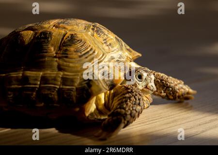 Eine Landschildkröte krabbelt in einem Raum auf dem Boden Stockfoto