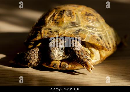 Eine Landschildkröte krabbelt in einem Raum auf dem Boden Stockfoto