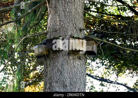 Alte Vogelnistkästen auf einem Baumstamm in einem Landschaftsgarten Stockfoto