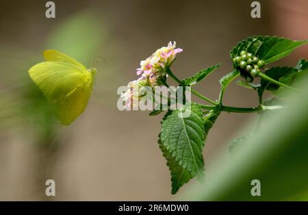 10. Juni 2023: 10. Juni. 2023. Ein Schmetterling landet auf einer Blume, die natürliche Bestäubungsfunktionen ausübt.Foto: Juan Carlos Hernandez (Kreditbild: © Juan Carlos Hernandez/ZUMA Press Wire) NUR REDAKTIONELLE VERWENDUNG! Nicht für den kommerziellen GEBRAUCH! Stockfoto