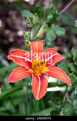 Orangefarbene und rote orangefarbene Tageslilie mit weißen Streifen unter der warmen Frühlingssonne Stockfoto