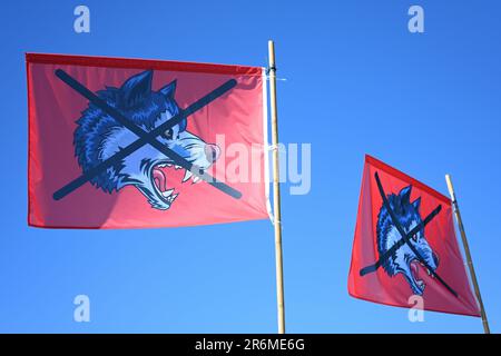 Aurich, Deutschland. 10. Juni 2023. Zwei Anti-Wolf-Flaggen, die vor dem Ereignis im Wind winkten. Die Vereinigungen Land schafft Verbindung (LSV) Ostfriesland und der friesische Naturschutzverband (FVN) haben eine Demonstration gegen die aktuelle Wolfspolitik gefordert. Kredit: Lars Penning/dpa/Alamy Live News Stockfoto