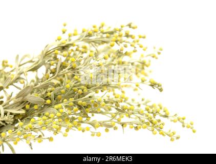 Flora von Gran Canaria - Artemisia thuscula, aufgrund seiner hocharomatischen Eigenschaften lokal Weihrauch genannt, isoliert auf Weiß Stockfoto