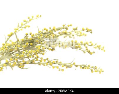 Flora von Gran Canaria - Artemisia thuscula, aufgrund seiner hocharomatischen Eigenschaften lokal Weihrauch genannt, isoliert auf Weiß Stockfoto