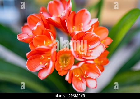 Orangenblüten von clivia blühen im Garten am Sommertag. Nahaufnahme von clivia miniata Blumen. Gebräuchliche Namen sind Natal Lily oder Buschlille Stockfoto