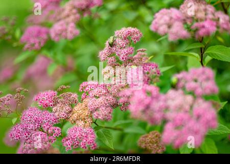 Blühende rosa Spiraea-Blumen im Sommergarten. Schönheit in der Natur. Stockfoto