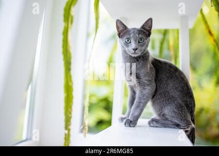 Junge verspielte russische blaue Katze, die am Fenster spielt. Wunderschöne blau-graue Katze mit grünen Augen. Haustier zu Hause. Stockfoto