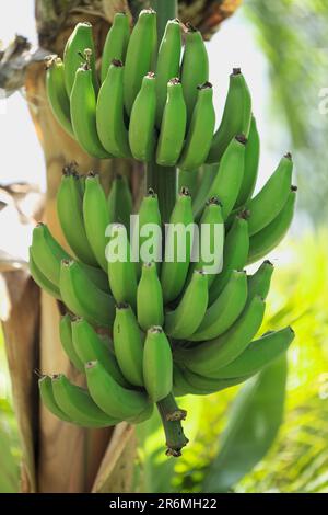 Ein Haufen kurzer grüner Bananenfrüchte von den Kanarischen Inseln, die reifen Stockfoto