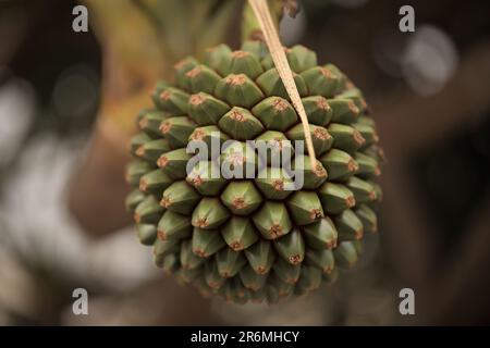 Große runde grüne Frucht von Pandanus utilis, gewöhnliches Schraubenpflaume, natürlicher Makrohintergrund Stockfoto